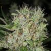 Highwayman Feminized Marijuana Seeds | Highwayman Feminized Strain | The Seed Fair