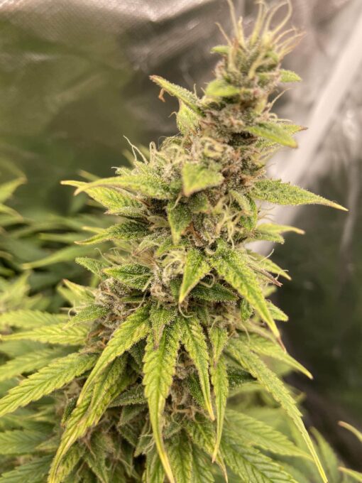 Hindu Skunk Feminized Marijuana Seeds | Hindu Skunk Strain | The Seed Fair