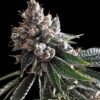 Holy Grail Kush Feminized Marijuana Seeds | Holy Grail Strain | The Seed Fair