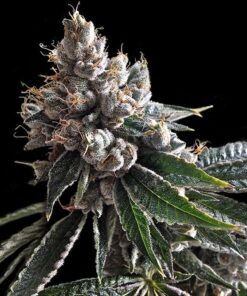 Holy Grail Kush Feminized Marijuana Seeds | Holy Grail Strain | The Seed Fair