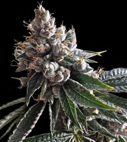 Holy Grail Kush Feminized Marijuana Seeds | Holy Grail Strain | The Seed Fair