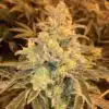 Honey Bananas Feminized Marijuana Seeds | Honey Bananas Strain | The Seed Fair