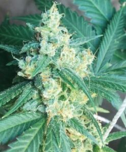 Honey Boo Boo Feminized Marijuana Seeds | Honey Boo Strain | The Seed Fair