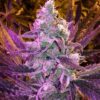 Huckleberry Feminized Marijuana Seeds | Huckleberry Feminized Strain | The Seed Fair