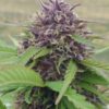 Humboldt Headband Feminized Marijuana Seeds | Humboldt Headband | The Seed Fair