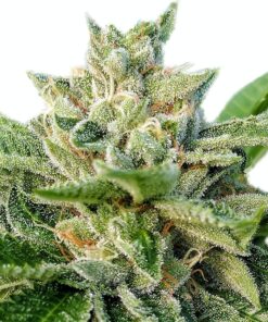 I-95 Feminized Marijuana Seeds | I-95 Feminized Strain | The Seed Fair