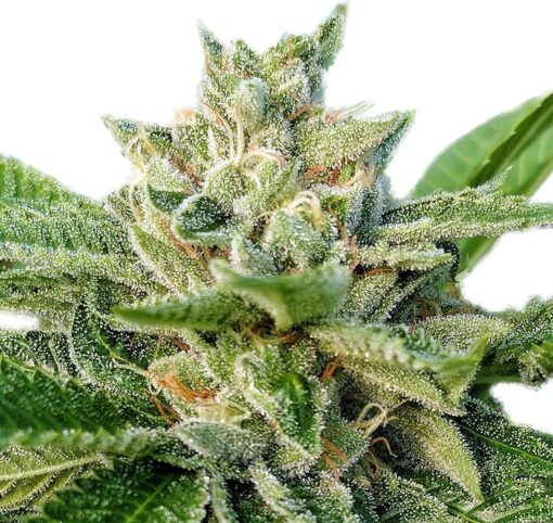 I-95 Feminized Marijuana Seeds | I-95 Feminized Strain | The Seed Fair