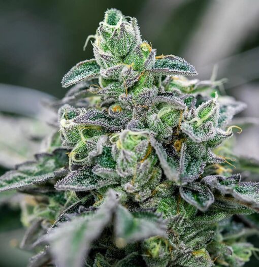 Ice Cream Feminized Marijuana Seeds | Ice Cream Strain | The Seed Fair