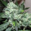 Iced Widow Feminized Marijuana Seeds | Iced Window Strain | The Seed Fair