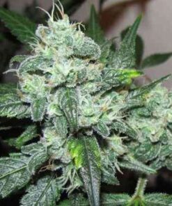 Iced Widow Feminized Marijuana Seeds | Iced Window Strain | The Seed Fair