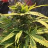 Incredible Bulk Feminized Marijuana Seeds | Incredible Bulk Strain | The Seed Fair