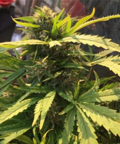 Incredible Bulk Feminized Marijuana Seeds | Incredible Bulk Strain | The Seed Fair