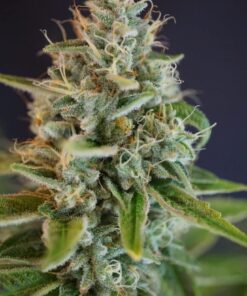 Iron Triangle Feminized Marijuana Seeds | Iron Triangle Strain | The Seed Fair