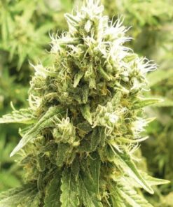 Jack Flash Feminized Marijuana Seeds | Jack Flash Strain | The Seed Fair