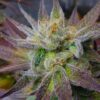 Jack Skellington Feminized Marijuana Seeds | Jack Skellington Strain | The Seed Fair