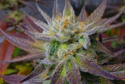 Jack Skellington Feminized Marijuana Seeds | Jack Skellington Strain | The Seed Fair