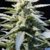 Jacked-Up Feminized Marijuana Seeds | Jacked-Up Feminized Strain | The Seed Fair