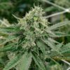Jane Doe Feminized Marijuana Seeds | Jane Doe Strain | The Seed Fair