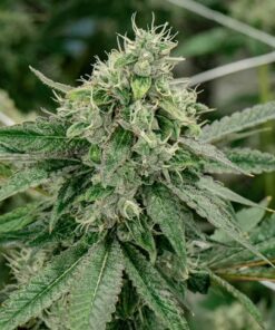 Jane Doe Feminized Marijuana Seeds | Jane Doe Strain | The Seed Fair