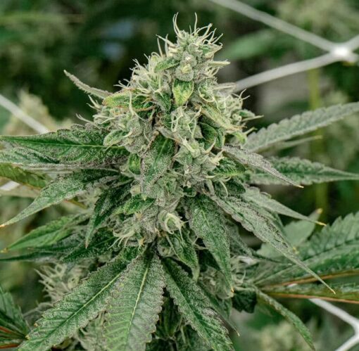 Jane Doe Feminized Marijuana Seeds | Jane Doe Strain | The Seed Fair