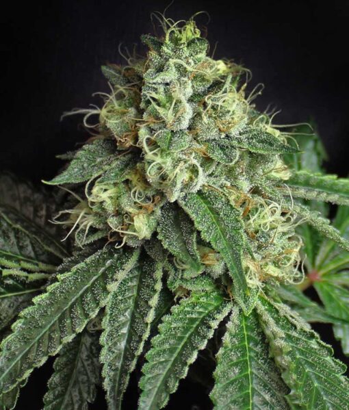 Jesus OG Feminized Marijuana Seeds | Jesus OG Strain | The Seed Fair