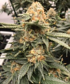 JGR Feminized Marijuana Seeds | JGR Feminized Strain | The Seed Fair