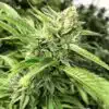 Josh D OG Feminized Marijuana Seeds | Josh D OG Strain | The Seed Fair