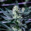 Jupiter OG Feminized Marijuana Seeds | Jupiter OG Strain | The Seed Fair