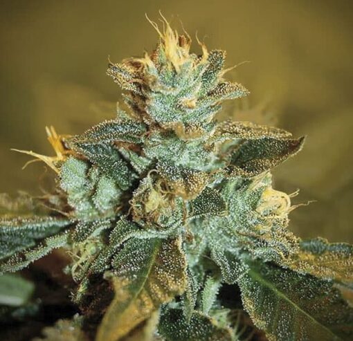 K-Train Feminized Marijuana Seeds | K-Train Feminized Strain | The Seed Fair