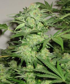 KC 33 Feminized Marijuana Seeds | KC 33 Strain | The Seed Fair