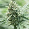 Khufu Feminized Marijuana Seeds | Khufu Feminized Strain | The Seed Fair