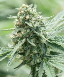 Khufu Feminized Marijuana Seeds | Khufu Feminized Strain | The Seed Fair