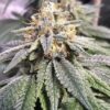 Kimbo Kush Feminized Marijuana Seeds | Kimbo Kush Strain | The Seed Fair