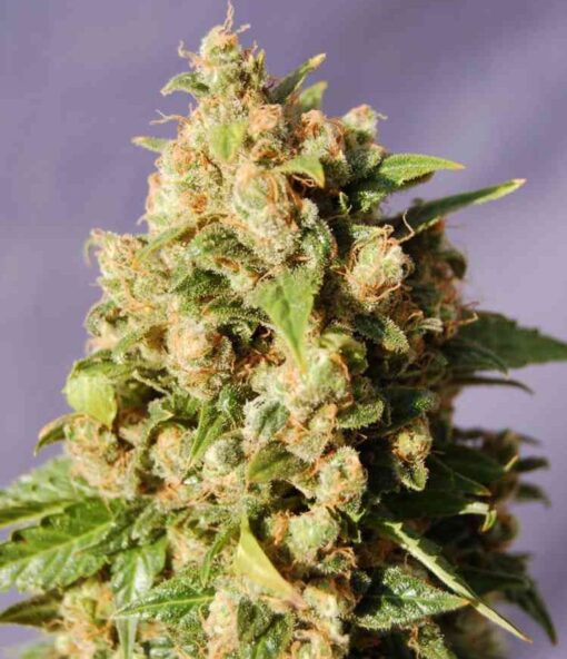 Kiss Feminized Marijuana Seeds | Kiss Feminized Strain | The Seed Fair