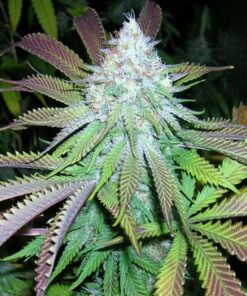 Kobain Kush Feminized Marijuana Seeds | Kobain Kush Strain | The Seed Fair
