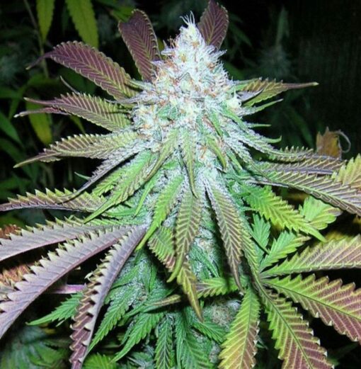 Kobain Kush Feminized Marijuana Seeds | Kobain Kush Strain | The Seed Fair