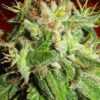 Kushadelic Feminized Marijuana Seeds | Kushadelic Feminized Strain | The Seed Fair