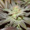 OG LA Affie Feminized Marijuana Seeds | OG LA Strain | The Seed Fair
