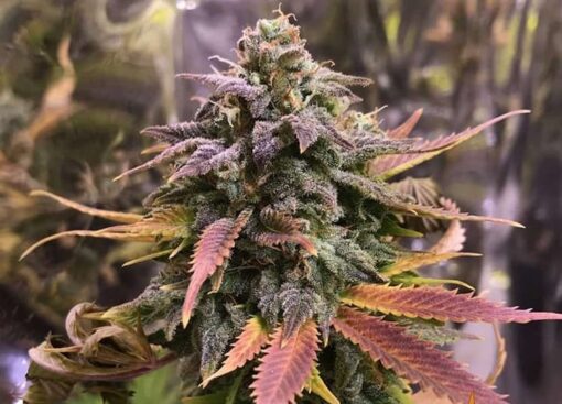 Laughing Buddha Feminized Marijuana Seeds | Laughing Buddha Strain | The Seed Fair