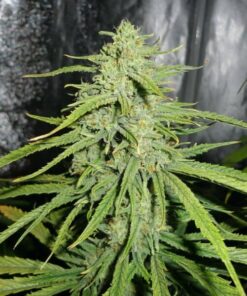 Le Silver Royale Feminized Marijuana Seeds | Le Silver Royale Strain | The Seed Fair