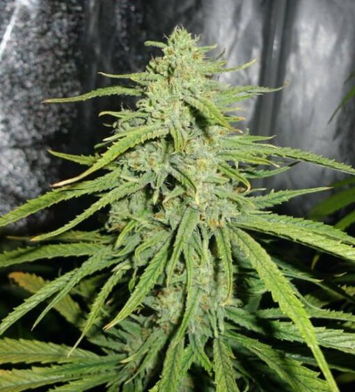 Le Silver Royale Feminized Marijuana Seeds | Le Silver Royale Strain | The Seed Fair