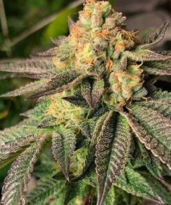 Mad Scientist Feminized Marijuana Seeds | Mad Scientist Strain | The Seed Fair