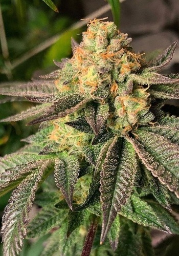 Mad Scientist Feminized Marijuana Seeds | Mad Scientist Strain | The Seed Fair