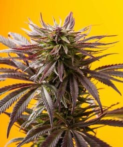 Mag Landrace Feminized Marijuana Seeds | Mag Landrace Strain | The Seed Fair