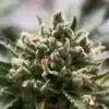Marcosus Marshmellow Feminized Marijuana Seeds | The Seed Fair | The Seed Fair
