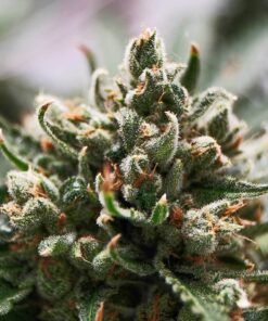 Marcosus Marshmellow Feminized Marijuana Seeds | The Seed Fair | The Seed Fair