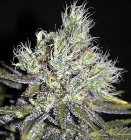 MediHaze Feminized Marijuana Seeds | Medihaze Feminized Strain | The Seed Fair