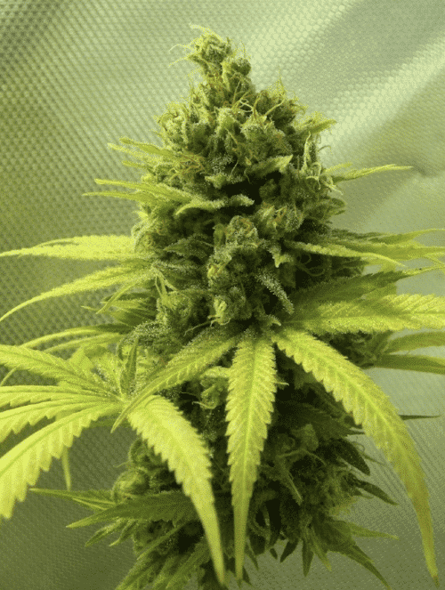 Medicine Man Feminized Marijuana Seeds | Medicine Man Strain | The Seed Fair