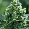 Merlot OG Feminized Marijuana Seeds | Merlot OG Strain | The Seed Fair