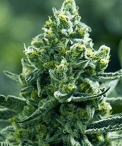 Merlot OG Feminized Marijuana Seeds | Merlot OG Strain | The Seed Fair